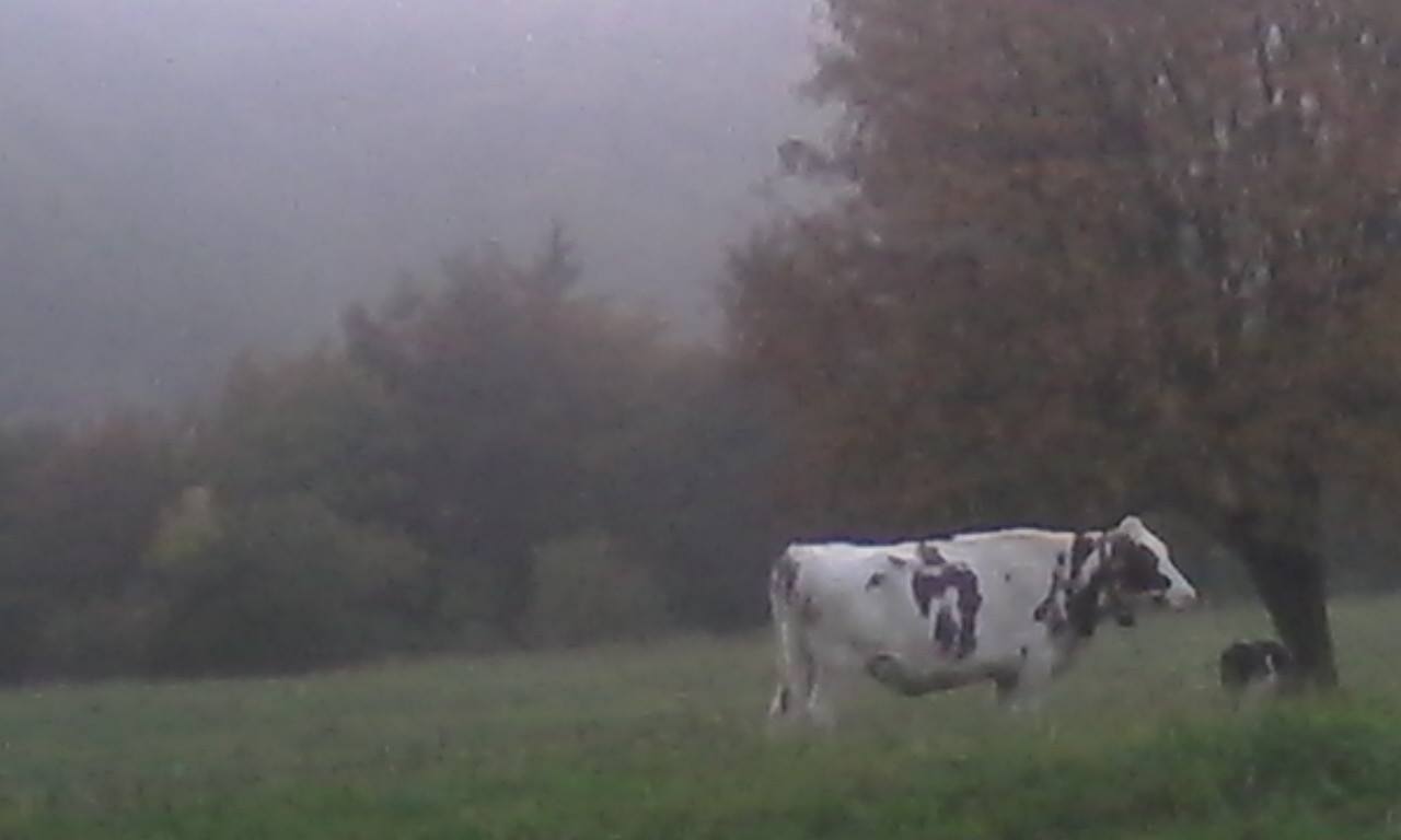 cow_on_randen